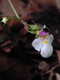 Image result for Hartliella