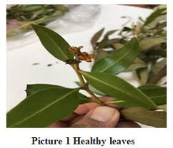 Image result for Avicenniaceae