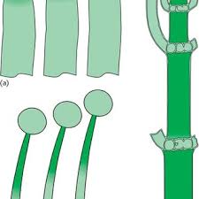 Governing equations for plant cell growth. Pdf Biomechanics Of Plant Cell Growth