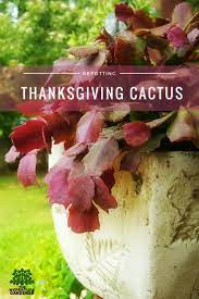 Check spelling or type a new query. Re Potting My Thanksgiving Cactus No Bugs Allowed The Hypertufa Gardener