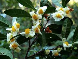However, if eaten in large quantities, the plant's caffeine content could cause. Camellia Sinensis Backyard Tea American Camellia Society