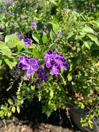 Image result for Duranta erecta