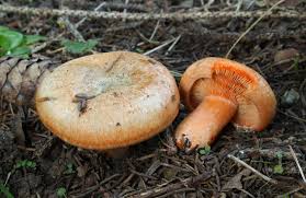 Das ist das neue ebay. Lactarius Deterrimus Wikipedia
