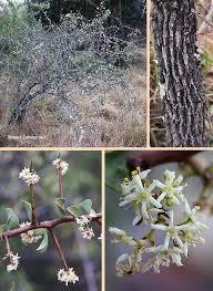 Image result for Gymnosporia senegalensis