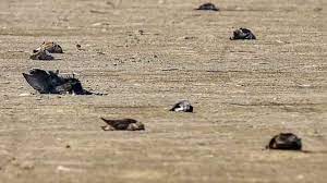 Bird flu is primarily an avian disease which can infect humans (image: Bird Flu Outbreak 4 Crows Found Dead At Mehsana In Gujarat Sent For Lab Tests India News India Tv