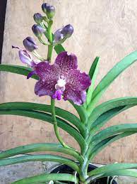 Contohnya, orkid vanda, mokara dan phalaenopsis. Vanda Thailand Bunga Besar Rm50 Orkid Ani Kuantan Facebook