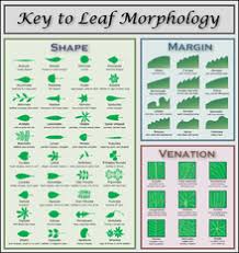 wikipedia featured picture candidates leaf morphology chart