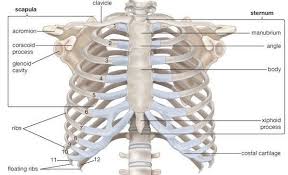 The front of the rib cage has no muscles on it. Getting To The Bottom Of Rib Cage Pain Nydnrehab Com
