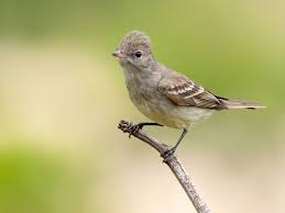 Image result for Gleichenia elongata