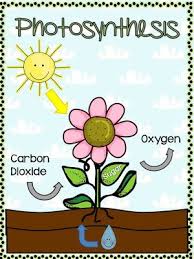 All About Plants Freebie Photosynthesis Plant Science Homeschool Science
