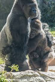 photo gorilla from behind baby on back google search かわいいペット 可愛すぎる動物 可愛い 動物