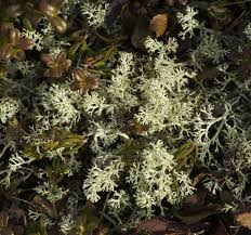 What Is Oakmoss The Perfume Ingredient Denali National Park Alaska Images Berry Bushes