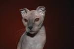 5 Hairless Cat Breeds — The Naked Truth - Catster