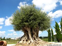 Résultat de recherche d'images pour "scolyte du figuier"