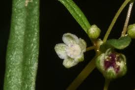 Image result for Gisekiaceae