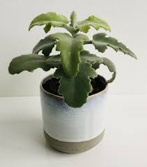 Kalanchoe Beharensis Silver Shadow In 2020 Kamerplanten Zilver