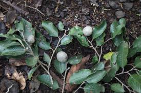 Image result for Parinari excelsa