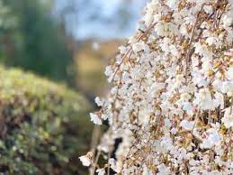 Springtime cherry trees in full bloom with branches filled with white flowers. Common Kinds Of Trees With White Flowers Lovetoknow