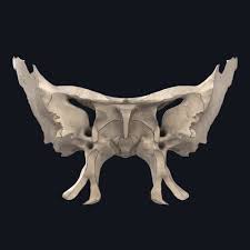 Image result for Sphenoid Bone