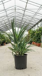 Image result for Aloe arborescens