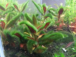 Is This Fuzz Algae Or A Short Form Of Hair Algae The Planted Tank Forum