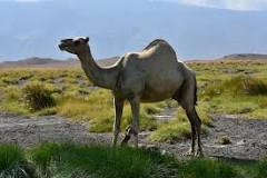 Dromadaire — Wikipédia