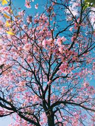 Whatsapp dp beautiful flower wallpaper beautiful pictures of flowers free download. 500 Flower Pictures Hd Download Free Images On Unsplash