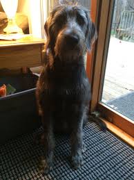 We did not find results for: Labradoodle Irish Wolfhound Mix At 7 Months Old Irish Wolfhound Irish Wolfhound Mix Wolfhound