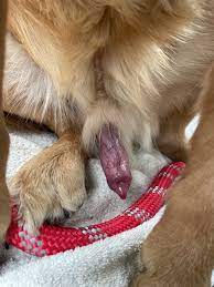 Should I be concerned about frequent arousal? | Golden Retriever Dog Forums