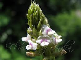 Image result for Neonotonia wightii