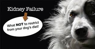 Kidney Failure What To Feed Your Dog Dogs Naturally Kidney Failure Dog Kidney Disease Diet Dogs Naturally Magazine