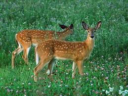 Mar 15, 2021 · a deer may have between one and three babies, two being most common. Whitetail Deer Fawns