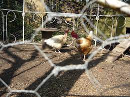 Ma poule perd ses plumes : Proteger Ses Poules Des Predateurs