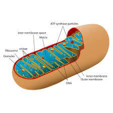 Tj Mitochondrial Dna Mtdna Or Mdna Is The Dna Located In Mitochondria Cellular Organelles Within Eukary Mitochondrial Dna Cellular Respiration Mitochondria