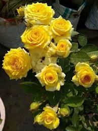 Get well flowers for child. Pin By Solemiyo On Flowers Beautiful Rose Flowers Beautiful Flowers Rose Flower