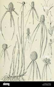 Image result for Lipocarpha atra