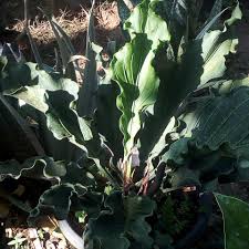 Gelombang cinta atau yang memiliki nama ilmiah anthurium atau adenium ini memiliki daya tarik yang tinggi. Bunga Gelombang Cinta Steemkr