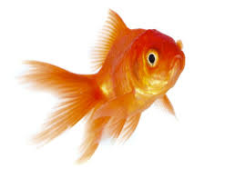 Children will have a great time pairing the fish with the corresponding outline in the same color. I Am Thankful For Fish