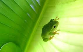 Nature wildlife hd images animal wallpaper download high quality animal pictures for your projects or as wallpaper. Youwall Green Frog Wallpaper Wallpaper Hd Wallpapers Tree Frogs Green Tree Frog Animals