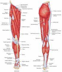 Quad leg muscles anatomy labeled diagram, vector illustration fitness poster. Muscles Of The Lower Limb Calf Muscle Anatomy Body Muscle Anatomy Human Body Anatomy