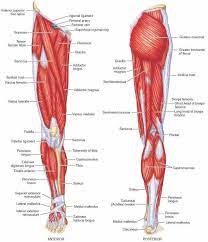 The sacrum bone is almost always noticeable, no matter what the body type the accompanying muscle diagram reveals the position of the muscles of the lower legs in this pose. Muscles Of The Lower Limb Calf Muscle Anatomy Leg Anatomy Leg Muscles Anatomy
