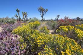Check spelling or type a new query. Winter Rain Causes Insta Worthy Flower Super Bloom In California Desert Travel Noire