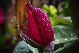 Wer rosen im garten hat, kann auch einmal versuchen, rosenwasser selbst herzustellen. Rosenwasser Selber Machen Naturliche Kosmetik