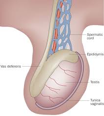 Image result for Scrotum