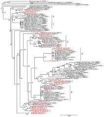 Image result for Eragrostis heteromera