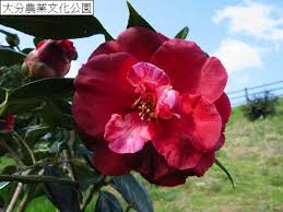 つばき園で「テレル・ウイバー（Terrell Weaver）」開花中！