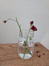 Image result for cuttings of roses