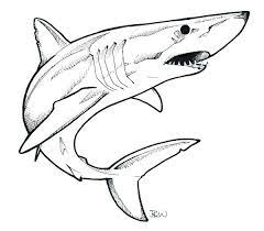 Pin On Sea Animals Drawings