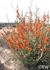 Image result for Sphaerella sp.