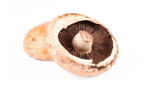 Asked by joe for recommended everyday life usable mushrooms and then for portobello mushrooms which made paul stamets very serious and then he couldn't deliver the side effects info cause his life. Portabella Mushroom Council